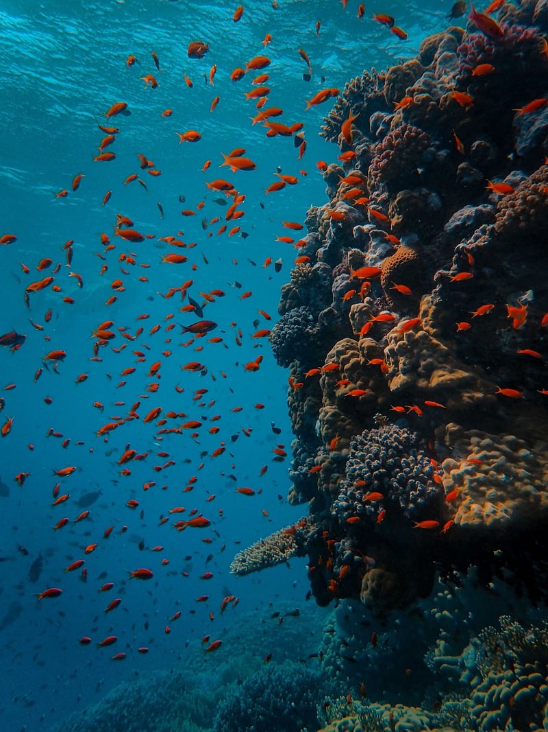 Mermaid Lagoon